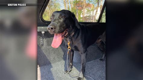Groton PD searching for driver who struck K9 near police department